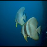 Zwei Fledermausfische im offenen Wasser